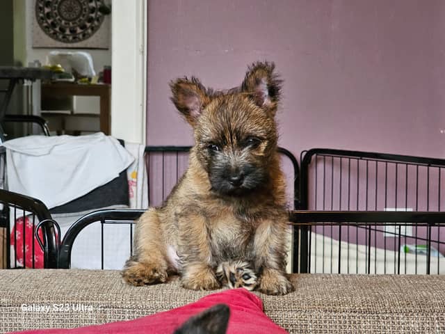 Ayla